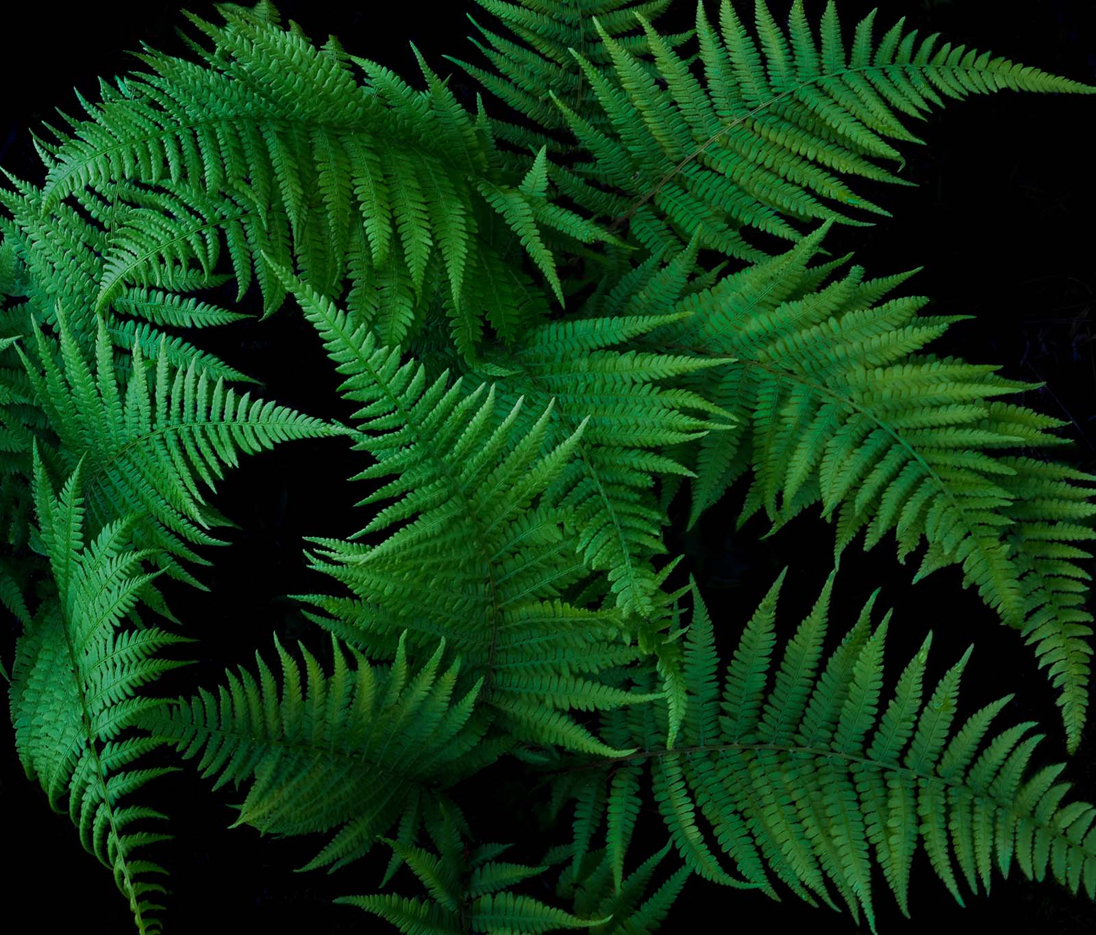 spring ferns apostle islands national lakeshore lake superior wisconsin