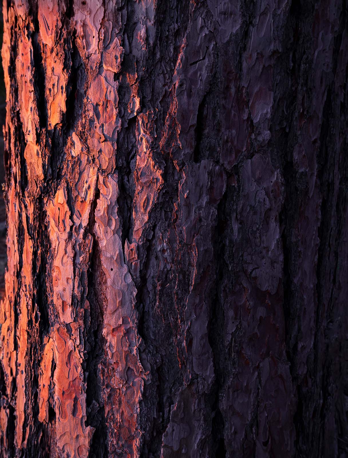 sunset on red pine bark and trunk in the apostle islands national lakeshore