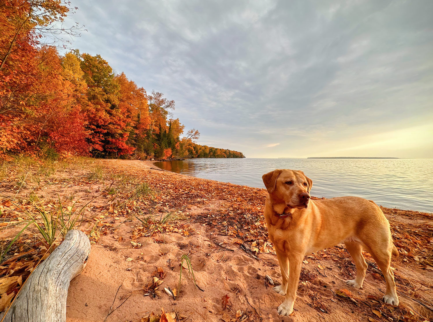 yellow lab on october beach with fall colors