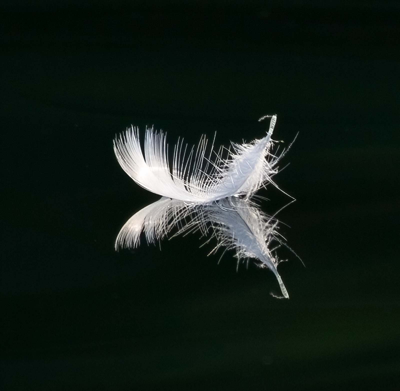 herring gull feather floats on calm water at the outer island cliffs in the apostle islands